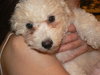 Snowball