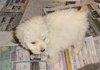 Bichon pups - male