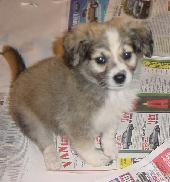 Bichon pups - male