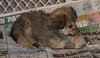 Bichon pups - male