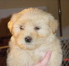 Bichon pup - female