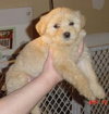 Bichon pup - female