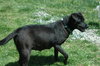 Maggie May