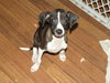Atticus