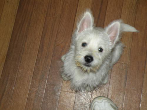 Cesar