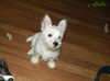 Cesar