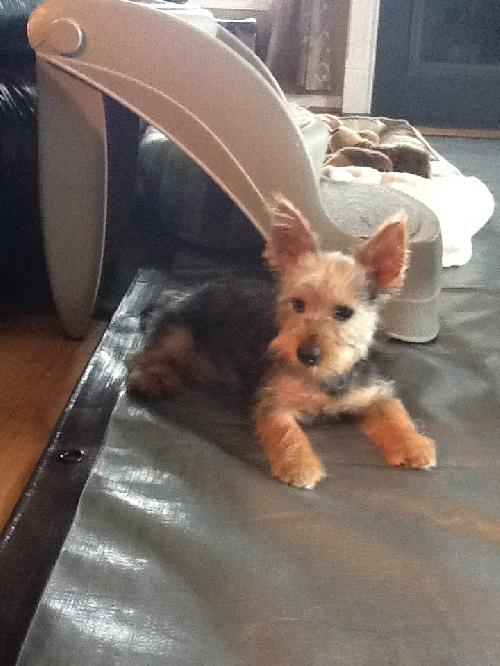 Tucker