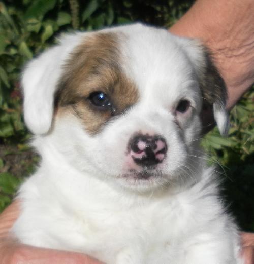 Duke