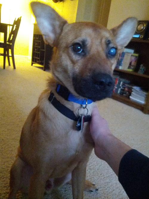 Garrus