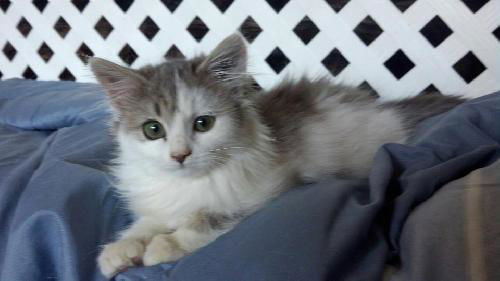 Chloe