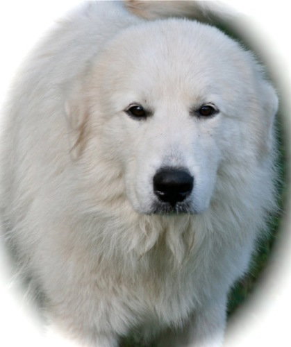 Dusty - Adoption Pending