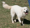 Dusty - Adoption Pending