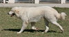 Dusty - Adoption Pending