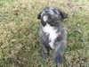Franklin