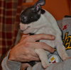 Polly