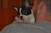 Polly