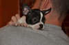 Polly
