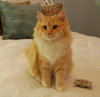 Amber