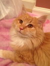 Amber