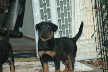 Tinkerbelle