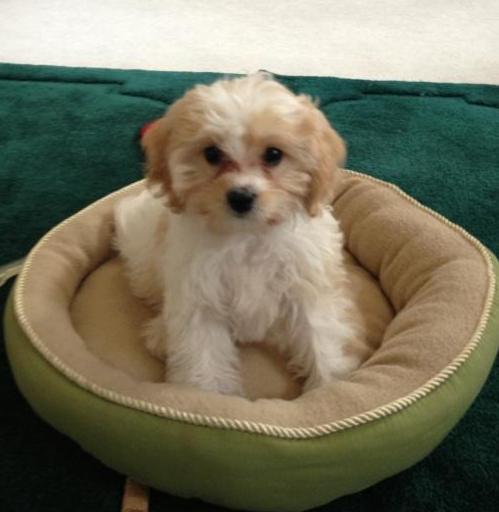 Cooper