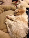 Cooper