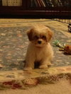 Cooper