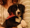 Pepper