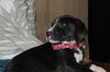Pepper