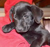 Libby