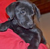 Libby