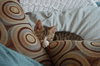 Annabelle