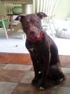 Bodie