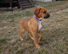 Duke