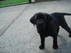 Marvin