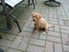 Cheech