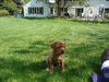 Cheech