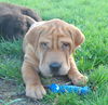 Winston