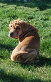 Winston