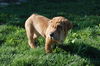 Winston