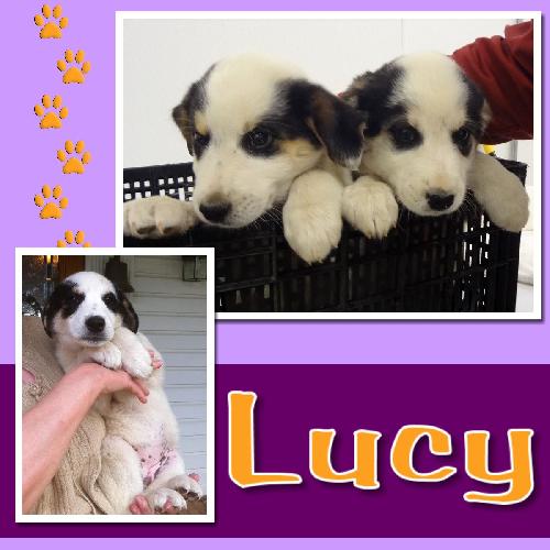 Lucy