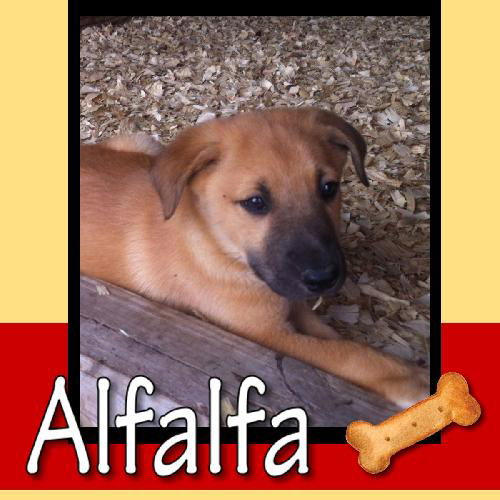 Alfalfa