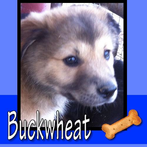 Buckwheat