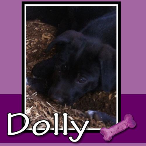 Dolly