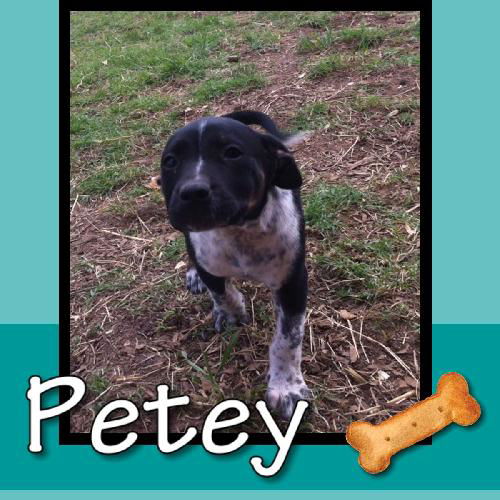 Petey