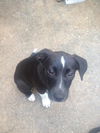 Scotty