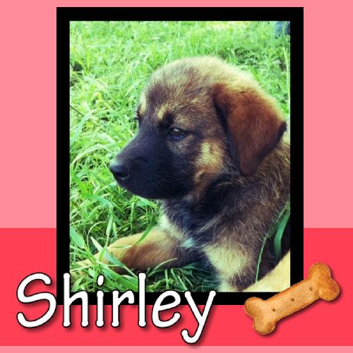 Shirley