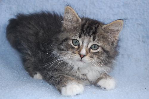 Mittens