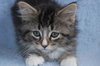 Mittens
