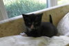 Atticus